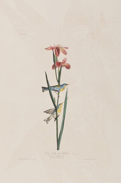 Illusztráció a "Birds of America"-ból alkotó: John James Audubon
