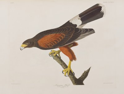 Illusztráció a "Birds of America"-ból alkotó: John James Audubon