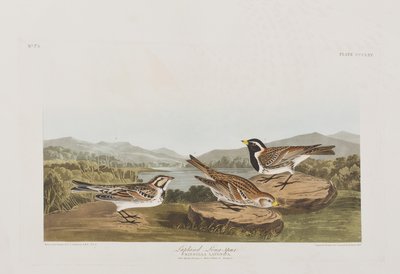 Illusztráció a "Birds of America"-ból alkotó: John James Audubon