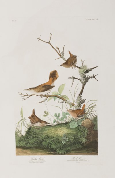 Illusztráció a "Birds of America"-ból alkotó: John James Audubon