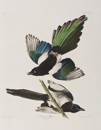 Illusztráció a "Birds of America"-ból alkotó: John James Audubon