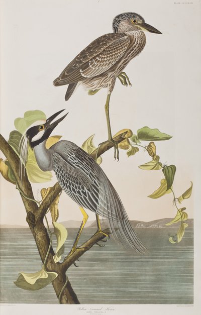 Illusztráció a "Birds of America"-ból alkotó: John James Audubon