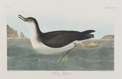 Illusztráció a "Birds of America"-ból alkotó: John James Audubon
