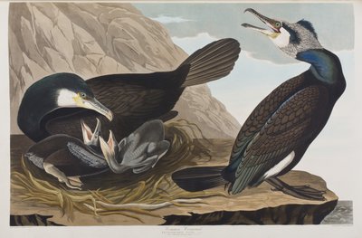 Illusztráció a "Birds of America"-ból alkotó: John James Audubon