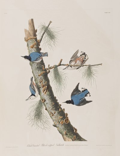 Illusztráció a "Birds of America"-ból alkotó: John James Audubon
