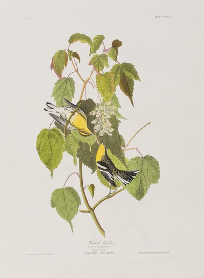 Illusztráció a "Birds of America"-ból alkotó: John James Audubon