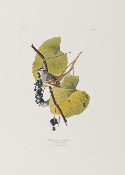 Illusztráció a "Birds of America"-ból alkotó: John James Audubon