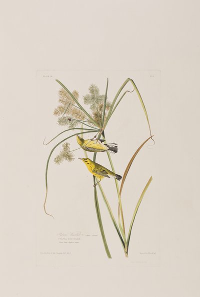 Illusztráció a "Birds of America"-ból alkotó: John James Audubon