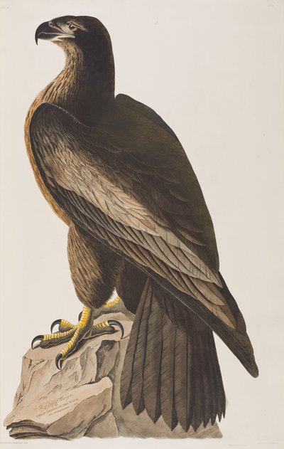 Illusztráció a "Birds of America"-ból alkotó: John James Audubon