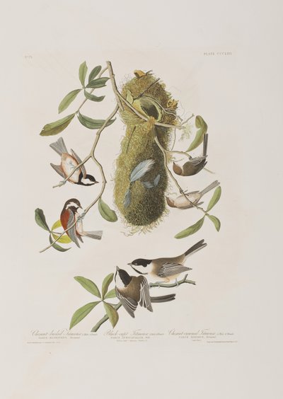 Illusztráció a "Birds of America"-ból alkotó: John James Audubon