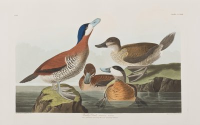 Illusztráció a "Birds of America"-ból alkotó: John James Audubon