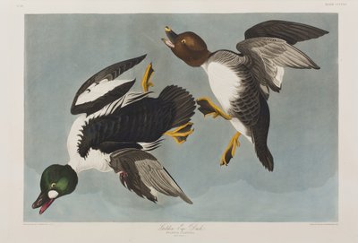 Illusztráció a "Birds of America"-ból alkotó: John James Audubon