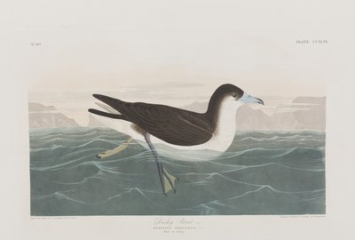 Illusztráció a "Birds of America"-ból alkotó: John James Audubon