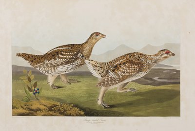 Illusztráció a "Birds of America"-ból alkotó: John James Audubon