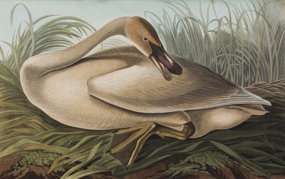 Illusztráció a "Birds of America"-ból alkotó: John James Audubon