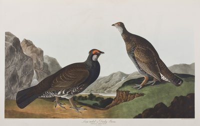 Illusztráció a "Birds of America"-ból alkotó: John James Audubon