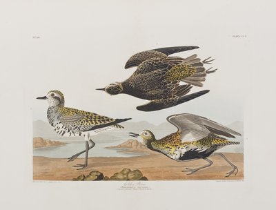 Illusztráció a "Birds of America"-ból alkotó: John James Audubon