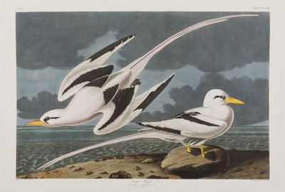 Illusztráció a "Birds of America"-ból alkotó: John James Audubon