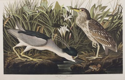 Illusztráció az "Amerika madarai"-ból alkotó: John James Audubon