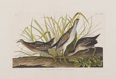 Illusztráció a "Birds of America"-ból alkotó: John James Audubon