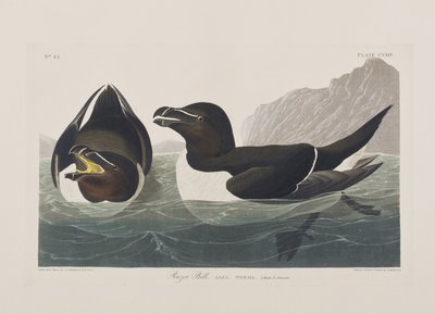 Illusztráció a "Birds of America"-ból alkotó: John James Audubon