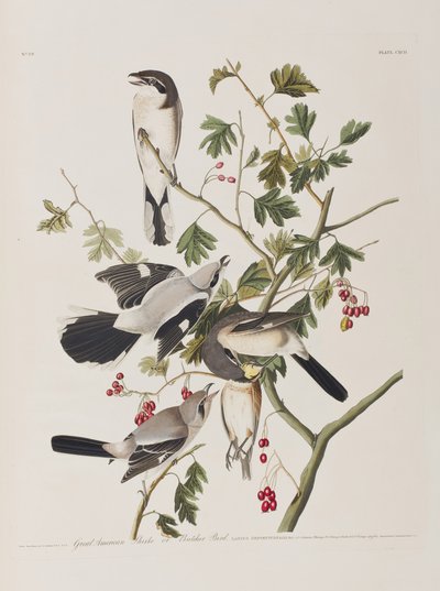 Illusztráció a "Birds of America"-ból alkotó: John James Audubon