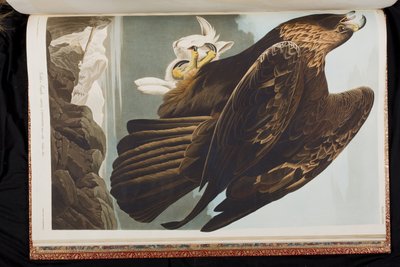 Illusztráció a "Birds of America"-ból alkotó: John James Audubon