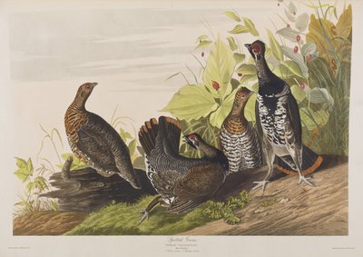 Illusztráció a "Birds of America"-ból alkotó: John James Audubon