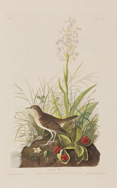 Illusztráció a "Birds of America"-ból alkotó: John James Audubon