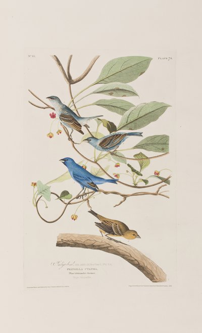 Illusztráció az "Amerika madarai"-ból alkotó: John James Audubon