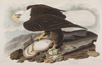 Illusztráció a "Birds of America"-ból alkotó: John James Audubon