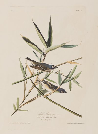 Illusztráció a "Birds of America"-ból alkotó: John James Audubon