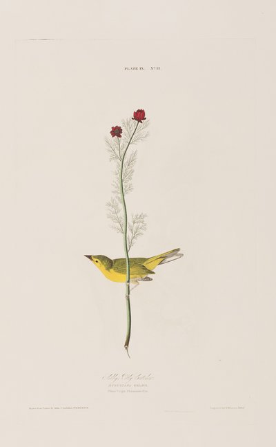 Illusztráció a "Birds of America"-ból alkotó: John James Audubon