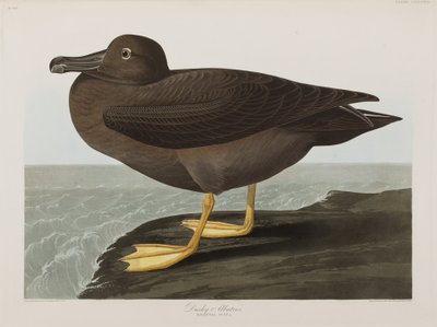 Illusztráció a "Birds of America"-ból alkotó: John James Audubon