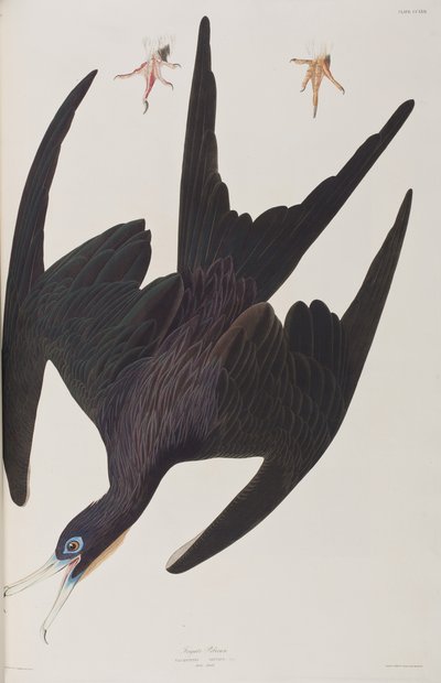 Illusztráció a "Birds of America"-ból alkotó: John James Audubon