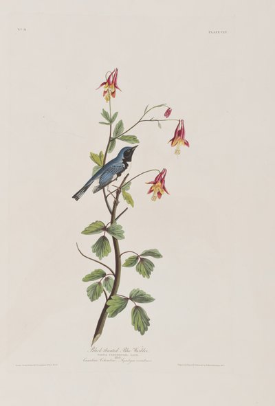 Illusztráció a "Birds of America"-ból alkotó: John James Audubon