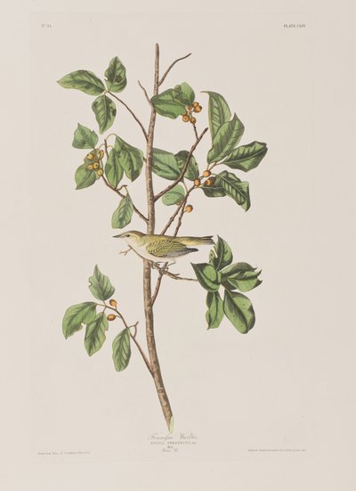 Illusztráció a "Birds of America"-ból alkotó: John James Audubon