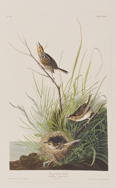 Illusztráció a "Birds of America"-ból alkotó: John James Audubon