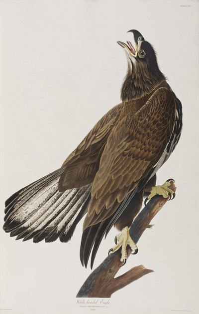 Illusztráció a "Birds of America"-ból alkotó: John James Audubon
