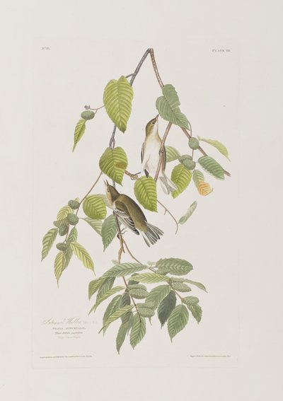 Illusztráció a "Birds of America"-ból alkotó: John James Audubon
