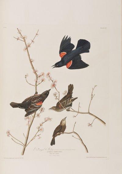 Illusztráció a "Birds of America"-ból alkotó: John James Audubon