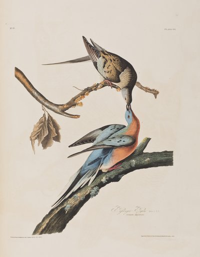 Illusztráció a "Birds of America"-ból alkotó: John James Audubon