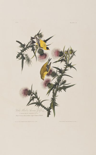Illusztráció a "Birds of America"-ból alkotó: John James Audubon