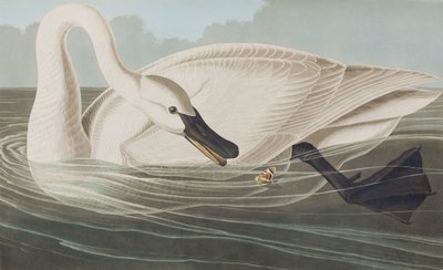 Illusztráció a "Birds of America"-ból alkotó: John James Audubon