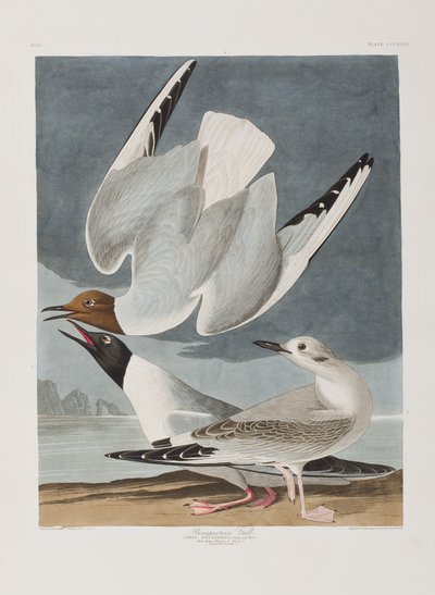 Illusztráció a "Birds of America"-ból alkotó: John James Audubon