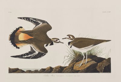 Illusztráció a "Birds of America"-ból alkotó: John James Audubon