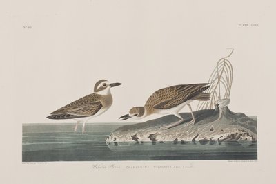 Illusztráció a "Birds of America"-ból alkotó: John James Audubon