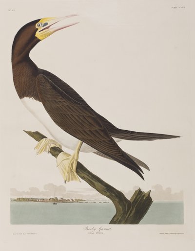Illusztráció a "Birds of America"-ból alkotó: John James Audubon