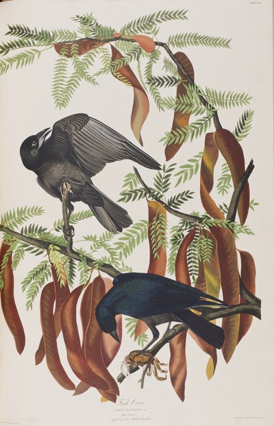 Illusztráció a "Birds of America"-ból alkotó: John James Audubon