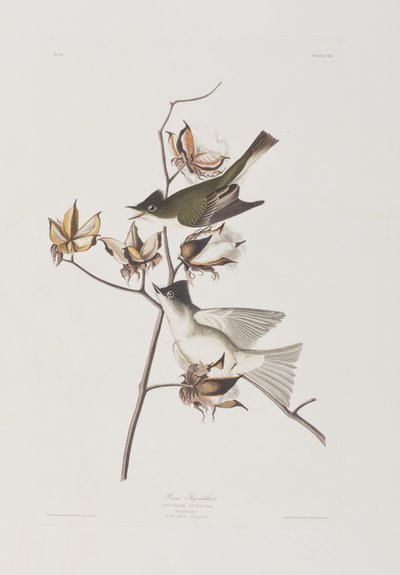 Illusztráció a "Birds of America"-ból alkotó: John James Audubon